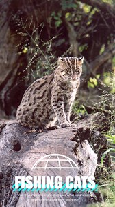 𝐓𝐡𝐞 𝐅𝐈𝐒𝐇𝐈𝐍𝐆 𝐂𝐀𝐓 is yet another example of a cat that disproves the misconception that cats don’t like water. This cat received its Latin name from its civet-like appearance (the viverridae family) from Bennet (1833) who first described the Fishing Cat scientifically. Size and Appearance: A stock and powerfully built cat, with short legs, a big broad head and a short tail. Fishing cats weigh between 13-26 pounds, stand 15-16 inches tall and reach lengths of 38-47 inches. Its coat is 