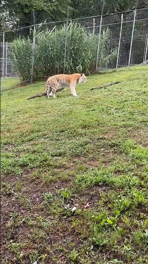 * WAIT FOR IT ** Butt wiggle and pounce from Tigger Tiger