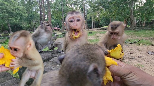 🔴 Very Excited Monkey Kendra & Lynx Eat Show Feels Eagerly When The Get Mangoes | Kids is Hungry🌿💖💗 | Your Monkeys