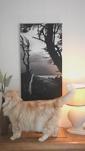 Your wall art should be as captivating as your cat’s table takeover. 😻🇨🇦 This 18x36 Matte White Metal Print showcases the breathtaking French Beach on Vancouver Island, captured by @foto.rando. Don’t you think your photo deserves a pawsome display like this? 🐾 #posterjack #photoprinting #frenchbeach #sookebc #beautifulbc #imagesofcanada #westcoast #vancouverisland #raw_canada #catsofcanada #cattakeover #metalprint #madeincanada | Posterjack
