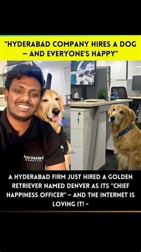 Hyderabad company hires a dog to reduce employees stress #viralnews #hyderabad