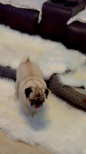 House hippos 🦛🤣🐶🐾 #dog #funnyvideos | Pug Philosophy