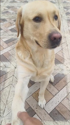 Labrador Training #labrador #dog #dogtraining #doglove #training