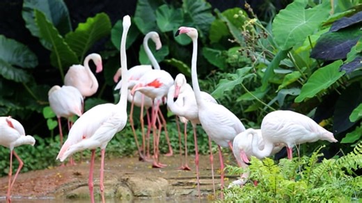 Flamingo, Flamingo Bird, Animal. Free Stock Video