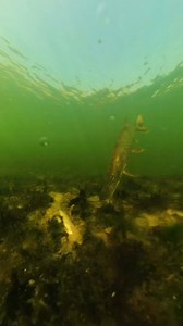 Insane pike attack on a dead bait #pike #fishing #underwaterworld #underwater #pikeattack #fish #angler #pikefishing #fishingvideo #fishingexperience #deadbait #baitfish #underwatercamera #deadbaiting | Underwater World