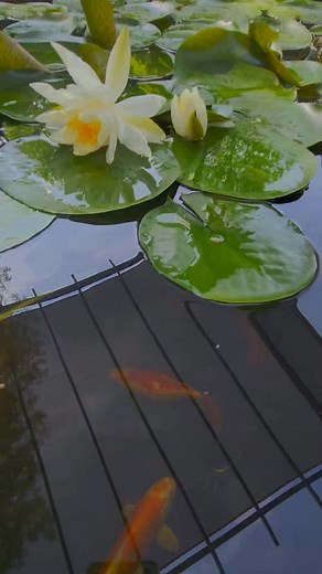 2.7K views | Check out this rare find at 4545 Crestview Drive in Sylvania Township! To schedule a showing, call 419-340-8464. You don't want to miss this! #toledoohio419 #toledoohio #sylvaniaohio #toledorealestate #sylvaniahomes #OhioHomesForSale | Annette Foster Re/Max Preferred Associates | Facebook