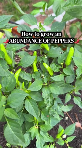 Easy steps for a productive pepper plant harvest