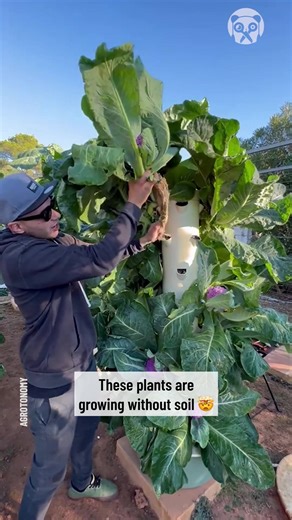 15K views · 105 reactions | Vertical farming is the future | Trucos Panda | Facebook