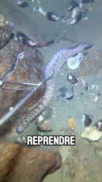 session pêche du jour bonjour !! #mer #nature #animaux #pêche #ocean