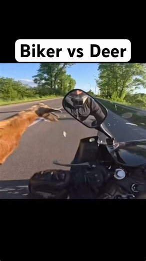 Bruh #bike #roadrage #bikelife #motorcycle #funny #accident #crash #explore #biker #fail #deer