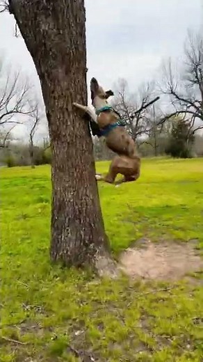 Tree Climbing Catahoula Leopard Dog