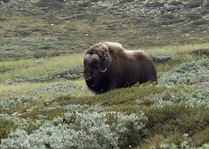 Travel Tip: Musk Ox Safari In Dovre - The Norway Guide
