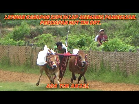 Latihan Karapan Sapi Di Lap Asemanis Pamekasan Persiapan HUT Tim DRT Ada Tim Anjal.