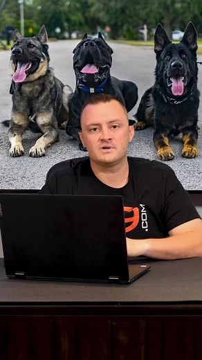 78K views · 1K reactions | 3 Medium Sized Dog Breeds We DON'T Recommend #dog #dogs #puppy #chowchow #husky #belgianmalinois #SiberianHusky #huskylife #chowchowpuppy #belgianmalinoispuppy #fyp | American Standard Dog Training | Facebook