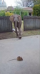 ELEPHANT SCARED BY A MOUSE 😱 | Real Security Camera Footage Caught on Tape! 🐘🐭
