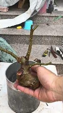 Pruning the tips of fig branches to create beautiful mini bonsai trees #bonsai #bamboocharcoaltre...