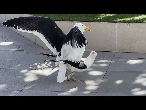 Bonds of Love: Seagulls' Delicate Mating Ritual