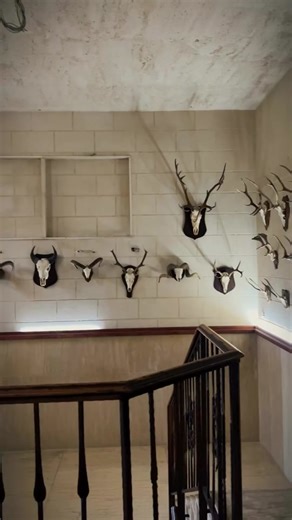 استمتع ببرمة حيوانات في متحف الحيوانات المحنطة