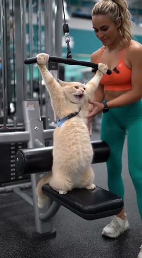 Cat Lifts Weights Like a Pro! 🐱💪ジムで筋トレする猫、プロ級のフォーム!? 🐱💪 #cat