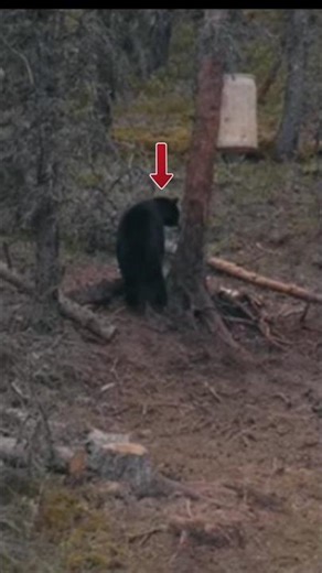 Close Encounter: Black Bear Gun Hunt in Alaska 🐻#BearHunt #BearHuntingusa