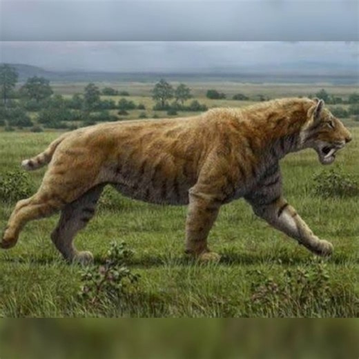 Smilodon- Saber Tooth Tiger