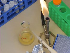 Bacterial Transformation Using Heat Shock and Competent Cells