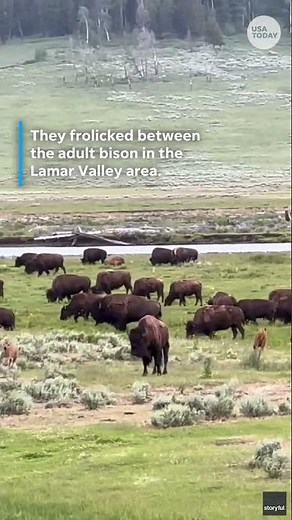 See adorable Yellowstone baby bison zoomies #Shorts