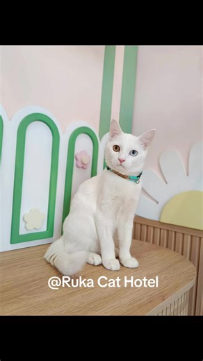 น้องลัคกี้ 😻 หนุ่มน้อยตา2 สี ขี้อ้อน น่ารัก หลงแล้วค้าบลู๊ก💖 ฝากเลี้ยง ฝากรัก ฝากที่ ❤️ Ruka Cat Hotel ❤️ ✿ มีบริการห้อง VIP ห้อง Private รองรับสำหรับครอบครัวน้องแมว ✿ บริการรับฝากน้องแมว ให้พ่อๆแม่ๆเที่ยวได้แบบหายห่วง ✿ รายวัน รายสัปดาห์ รายเดือน ✿ ราคาเริ่มต้น 350฿ ✿ เปิดแอร์ฉ่ำๆอุณภูมิน้องแมวสบายตลอด 24 ชั่วโมง ✿ เครื่องฟอกอากาศ 24 ชั่วโมง ✿ มี Play Zone ให้น้องได้วิ่งเล่น ✿ น้ำดื่มสะอาดจากเครื่องกรองน้ำระบบ RO ✿ กล้องวงจรปิดให้พ่อๆแม่ๆส่องน้องได้ 24 ชม.ทุกห้อง ฟรี !! ✿ ทำความสะอาดทุกครั้ง 