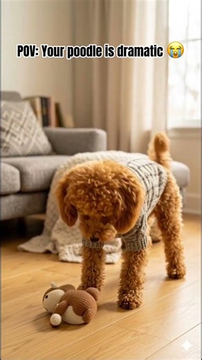 POV: your poodle is dramatic 😭🐶