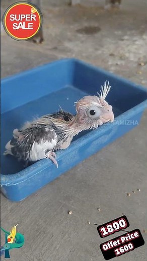 Cockatiel Chick Offer Price 🔥 | Albino Chick Only 1600 | Lutino Chick Only 1300 | Madurai Birds farm