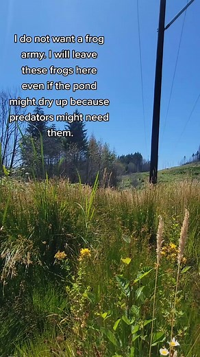 Nobody should have a frog army in my opinion. #frogs #frogarmy #frogspawn #frogarmyconspiracy #teamfroggie #froggie #frogman