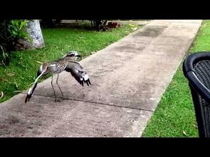 Bird Life - Kamikaze Kookaburra Attacks Curlew at Acadia, Magnetic Island, Townsville