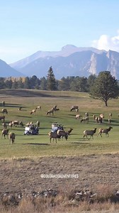 451K views · 8.2K reactions | There are more obstacles on Estes Park golf courses, elk and a lot of poop. Haha #coloradoadventures #estespark #foryoupageシ #estesparkcolorado #foryouシ #wildlifephotographer #foryourpage #wildlifephotography #elk #elkrut #bullelk | Colorado Adventures | Facebook