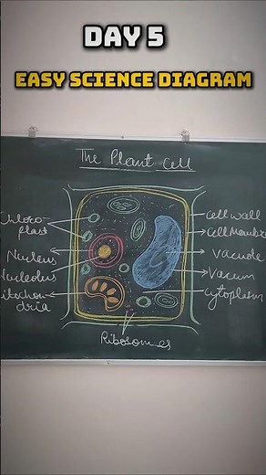 Plant Cell Easy Diagram
