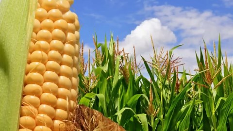 The Secret Behind Cornflakes: Step-by-Step Guide to the Factory Process of Making Crunchy Delights