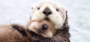 60K views · 1.8K reactions | This sea otter mum is doing a great job of nursing her fluff-ball baby.  | BBC Two | Facebook