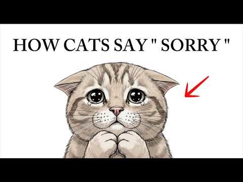 Signs Your Cat Is Saying Sorry | Hidden Cat Behavior