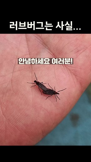 러브버그: 한국에서의 특징과 생태계 역할