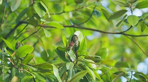 Southern Magnolia. Magnolia Grandiflora Fruit With Seeds. Magnolia Fruit After Flowering. Close up.