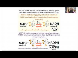 The malate-aspartate shuttle - plus, NAD+, NADH, the electron transport chain (ETC), etc.