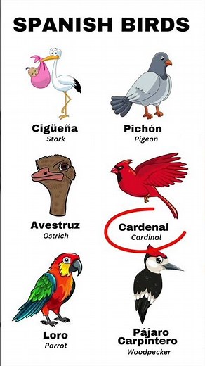 Learn Spanish Birds