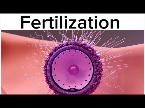 3D Animation on Fertilization and Early Development Explained