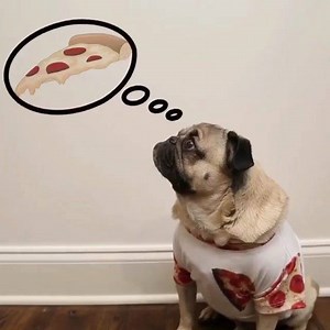 Pizza time pugs love pizza | Pugsforlife
