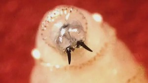 US urges Mexico to stop screwworm parasite from crossing border