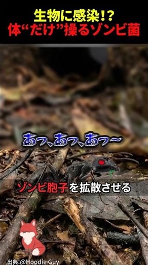 The real-life horror of head-exploding zombie fungi