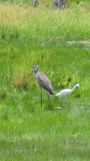 Great Blue Heron, Snowy Egret, and White Ibis 😍