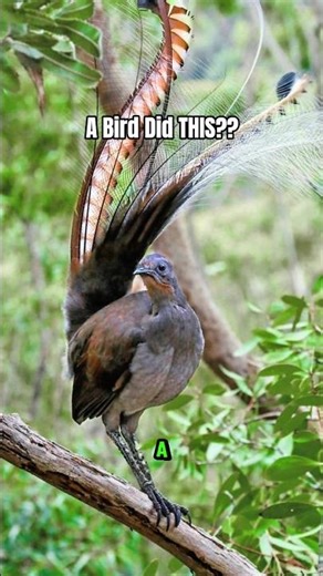 The Lyrebird: Nature’s Most Unreal Sound Mimic