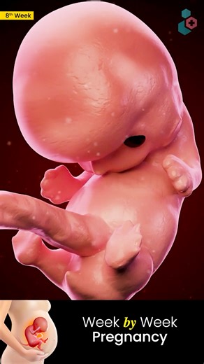 8th week of pregnancy | 3D Medical Animations | #WeekbyWeekPregnancy #8thWeek