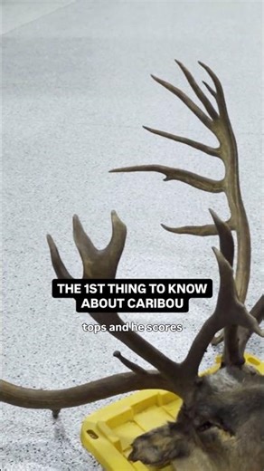 What makes Caribou so different than elk or deer?