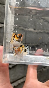 3.2K views · 19 reactions | BIDDING‼️ BIDDING‼️ BIDDING‼️ QUALITY PAIR✅ STRAIN : trico redhead Starting bid:1k✅ Increment: 100 BUY OUT: 2500 End: Time and Date (dec 5,2025 , 10 PM) General Santos City Can ship nationwide.✈️ Always choose "Newest" in the comment sec. @highlight Facebook Everyone Productse | Arlan Dave Visande Diot | Facebook